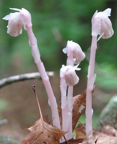 2009-06-20_backyard_indian_pipe 028_crop.jpg